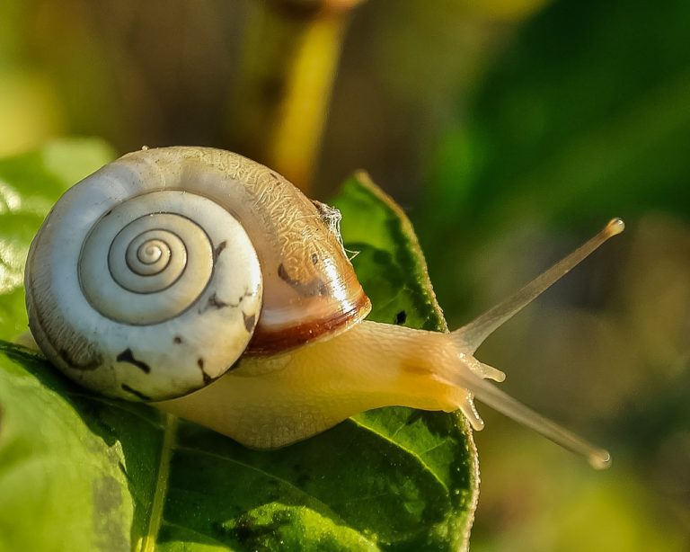 Quel crème bave d'escargot choisir ?